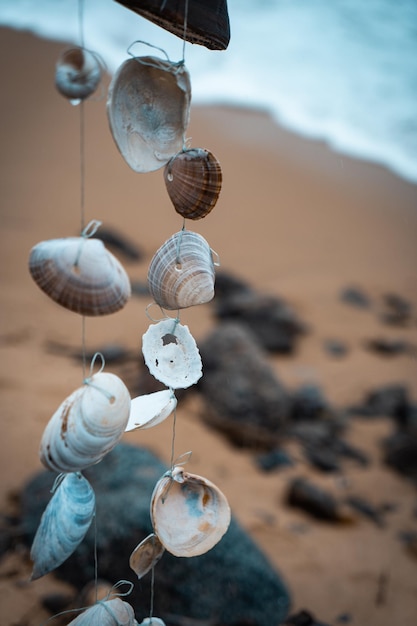 Seashell decoration by the sea