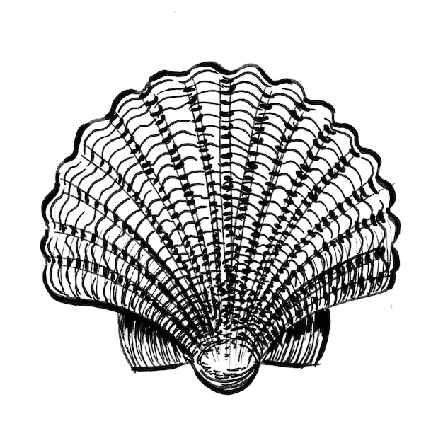 Seashell. Ink black and white drawing