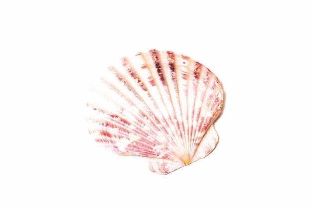 Seashell isolated on white background close up