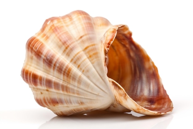 Seashell Isolated on White Background Generative AI