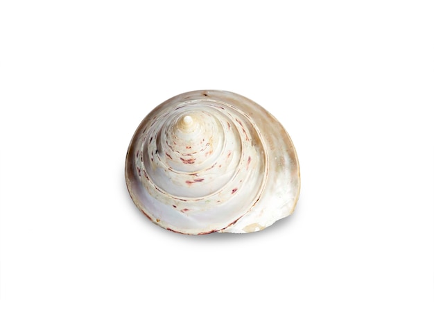 Seashell isolated on white surface. Beautiful natural shape of sea shell.