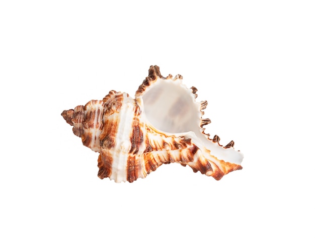 Seashell isolated on white wall