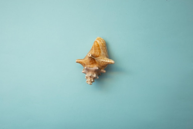 Seashell lies on a blue background