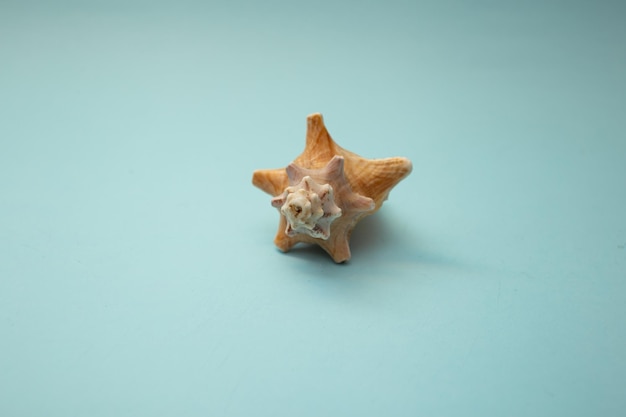 Seashell lies on a blue background