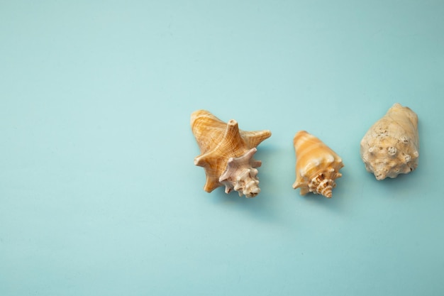 Photo seashell lies on a blue background