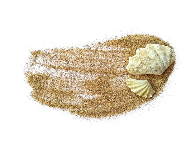 Seashell in the sand on white background