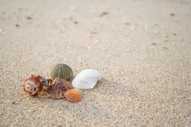 Seashell and sand with warm light background