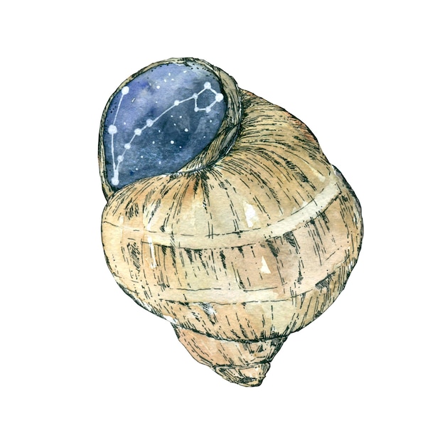 Seashell with water inside reflection of stars isolate Watercolor illustration