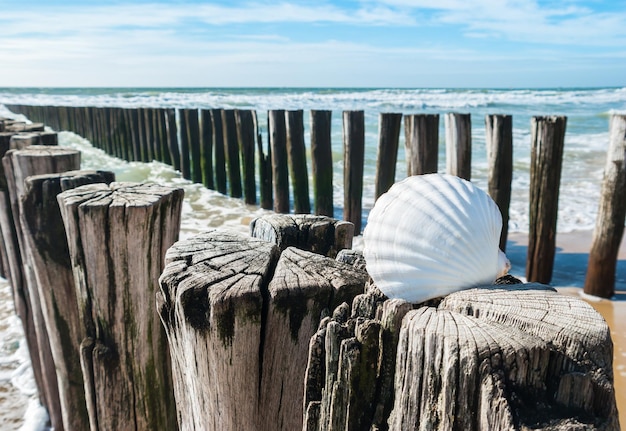 Seashell on wooden poles on the beach in Zeeland Holland