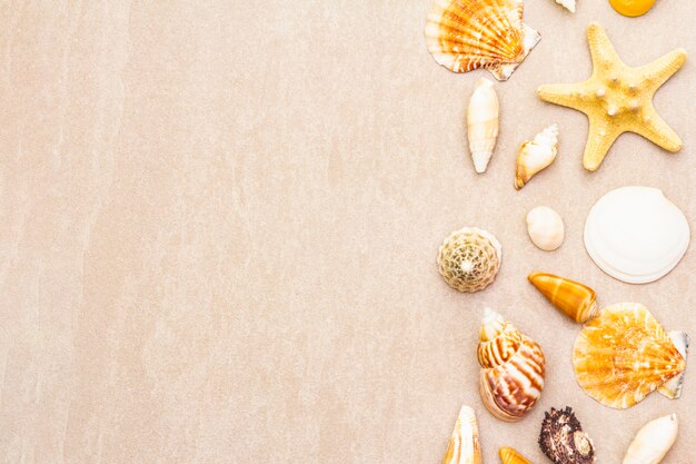 Seashells background, summer holidays concept