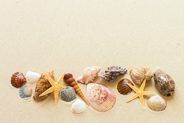 Photo seashells on the beach sand