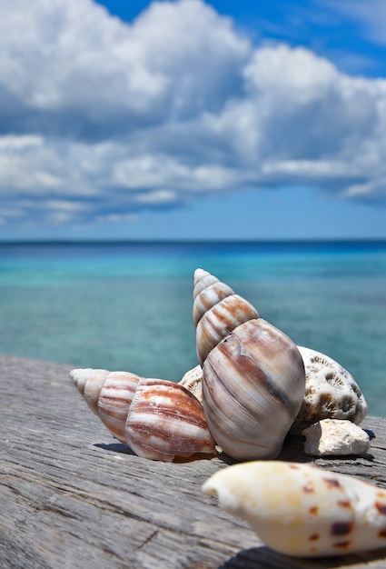 Seashells lie on the wooden board on the beach with bright sky and blue sea background