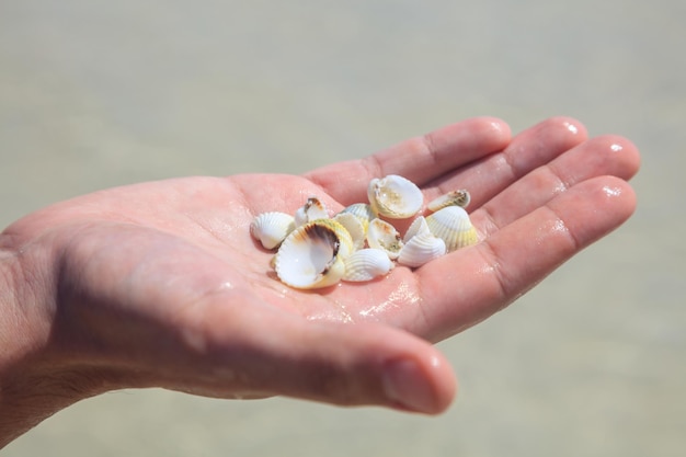 Seashells in a palm