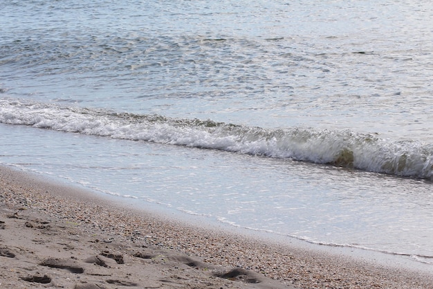 Seashells sand on the beach barnacles on the sea surf