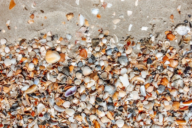 Seashells on the sand of a beach