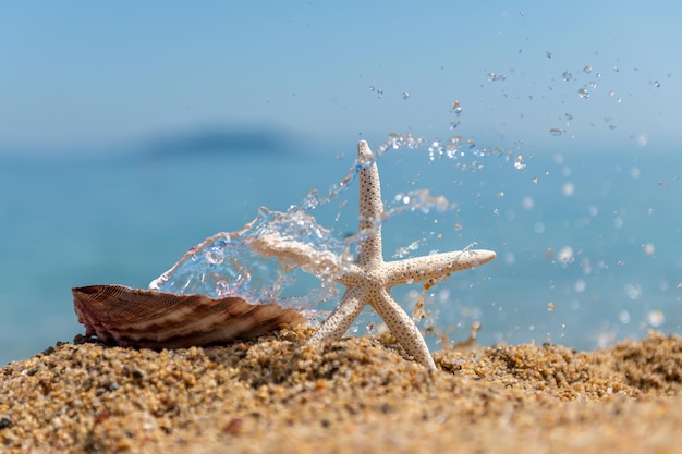 Seashells on the sand by the sea on a sunny day