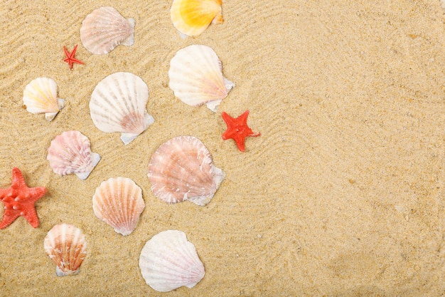 Seashells on sand closeup