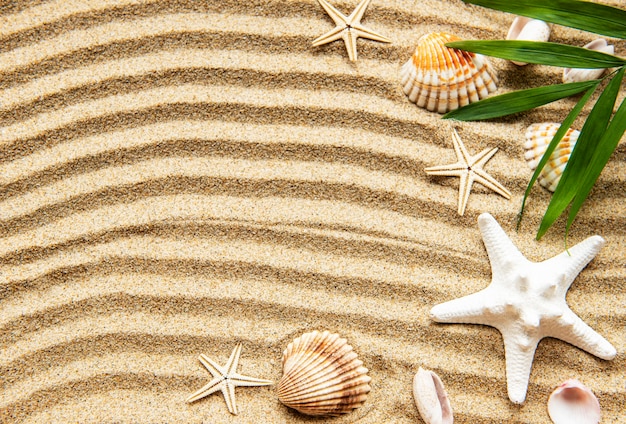 Seashells on sand top view