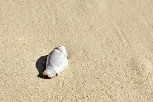 Seashells on the sand in a tropical island, Maldives.