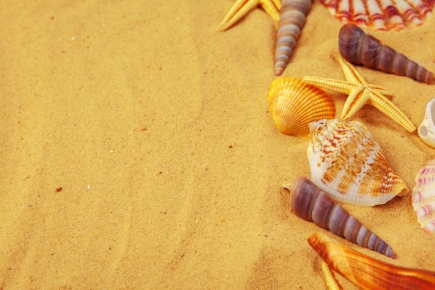 Seashells on sand