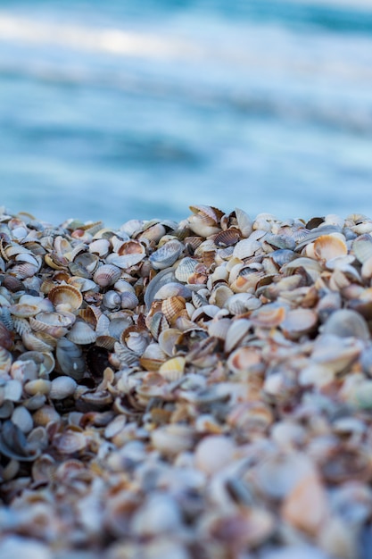 Seashells on shore. Sea and seashells. Sea shells on background sea.