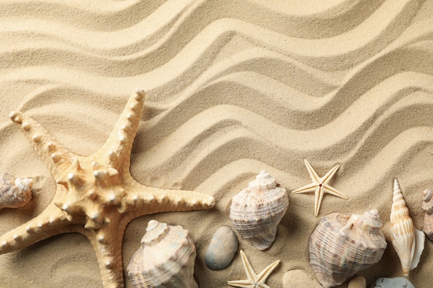 Seashells and starfishes on wavy sea sand, space for text