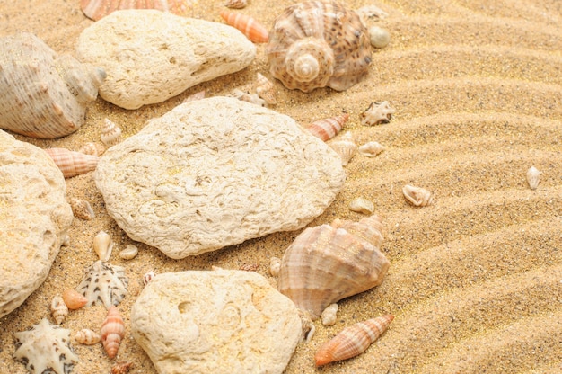 Seashells stones on beige sand sand texture surface