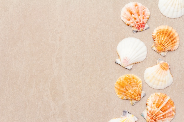 Seashells summer background. Lots of different seashells piled together, , close up.