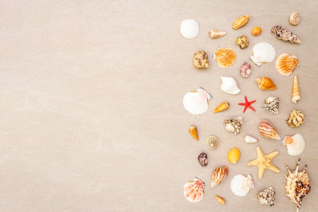 Seashells summer background. Lots of different seashells piled together, , copy space, frame.