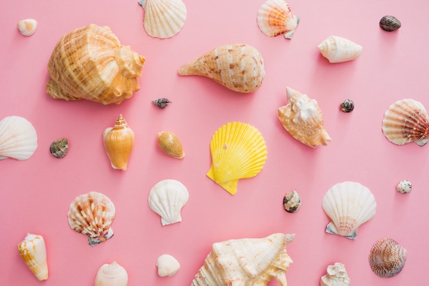 Seashells symbol of summer holiday on the beach on a pink background.