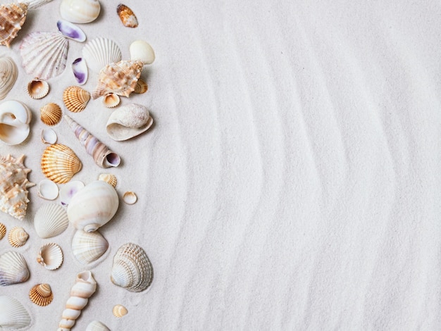 Seashells on the white sand. Beach summer background