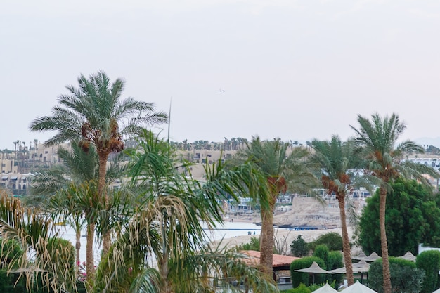 Seashore with date palms and green plants.