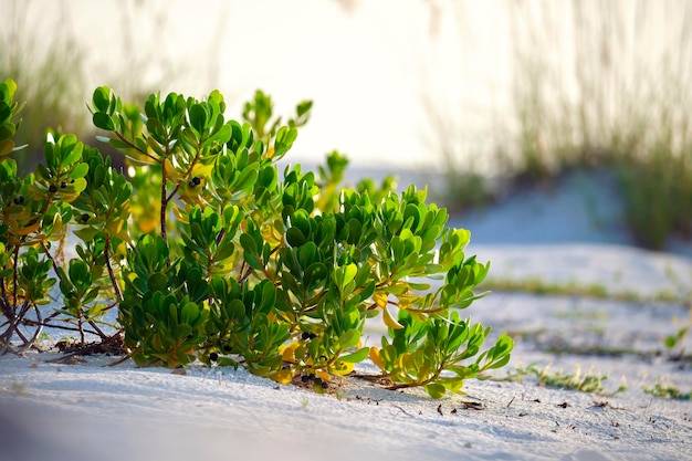 Seaside beach with small sand dunes and low shrub vegetation on warm summer evening