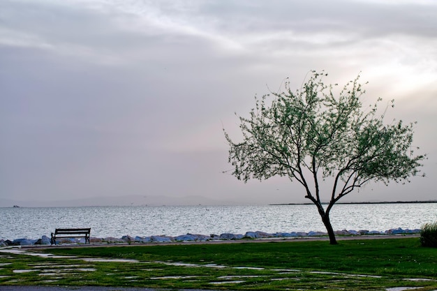 The Seaside and the Lonely Green Tree Photo