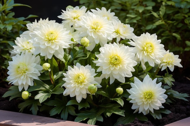 Season dahlias for sale star jasmine ranunculus flower flasky flowers sunflower corner border