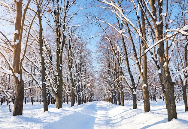 Season. Winter forest and a path passing through it