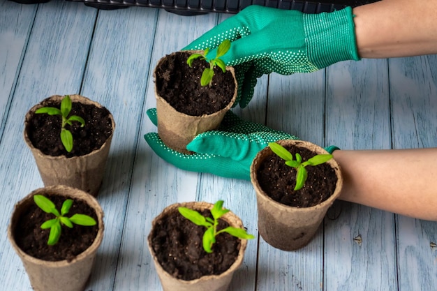 Seasonal home gardening Female hands in gloves hold young tomato seedlings in an eco pot