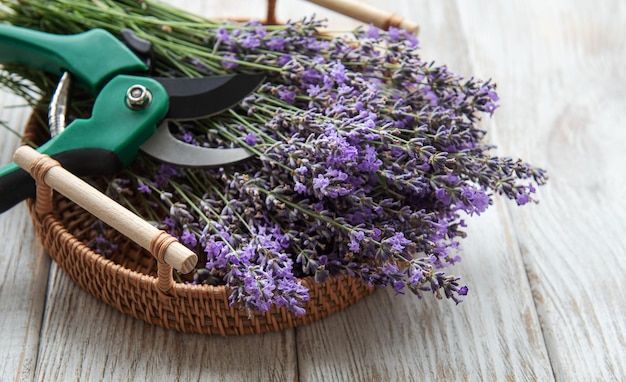 Seasonal pruning of lavender