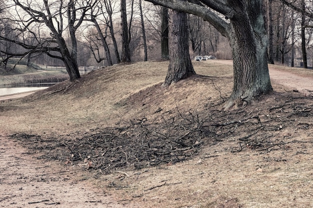 Seasonal pruning of trees in the city park