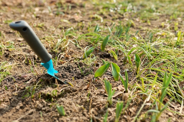 Seasonal spring garden work garden spatula on flowerbed with sprouting tulip flowers