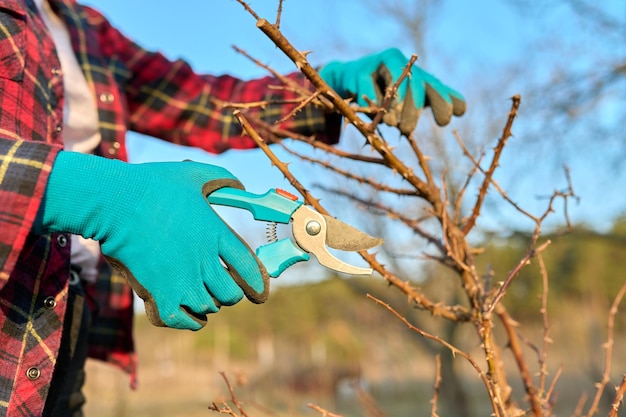 Seasonal spring work in the garden backyard pruning a rose bush with pruning shears