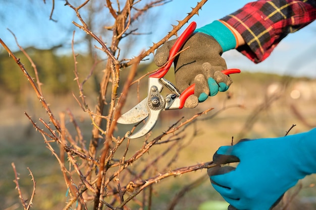 Seasonal spring work in the garden backyard pruning a rose bush with pruning shears