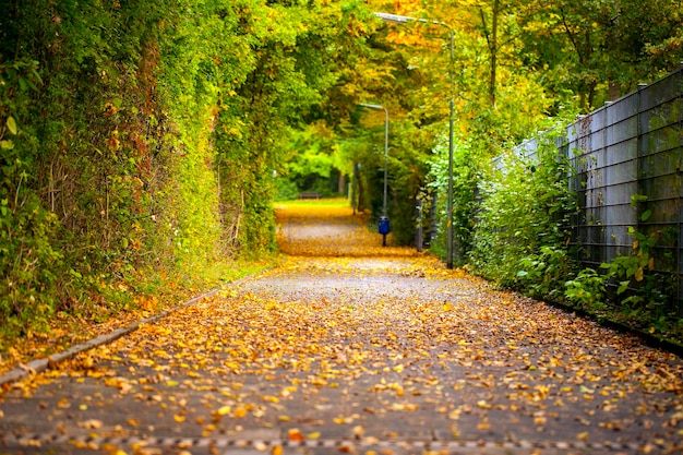 Seasonal Trees and Roads Green Nature in Park Photo