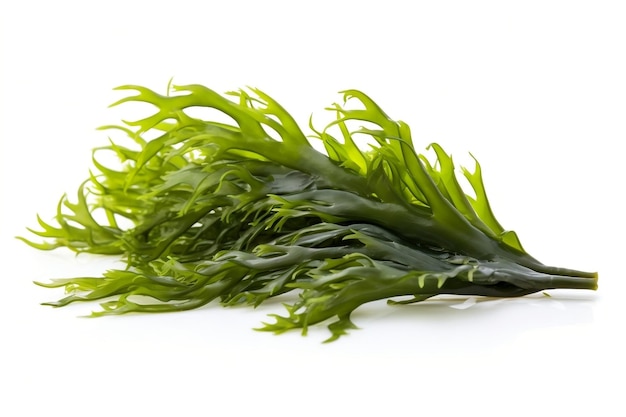 Seaweed Isolated on White Background Generative AI