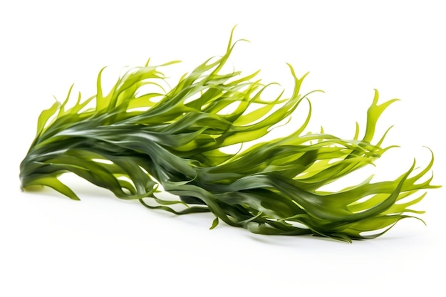 Seaweed Isolated on White Background Generative AI