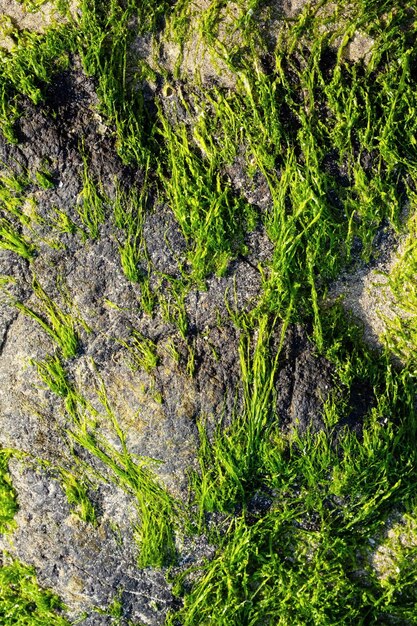 Photo seaweed plants growing on rocks close up