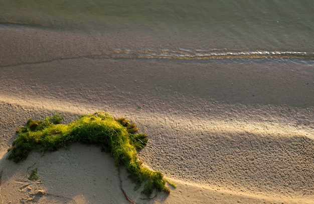 Seaweed on the sandy bank of the river