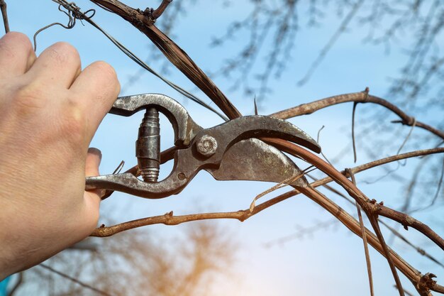 Photo secateurs in the hands of a gardener for the prevention and cleaning of grape branches