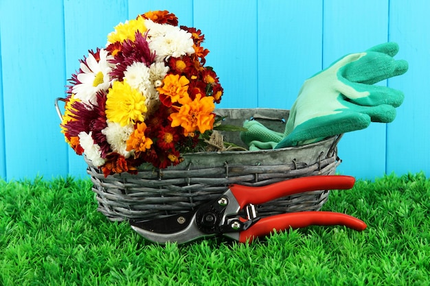 Secateurs with flowers in basket on wooden background