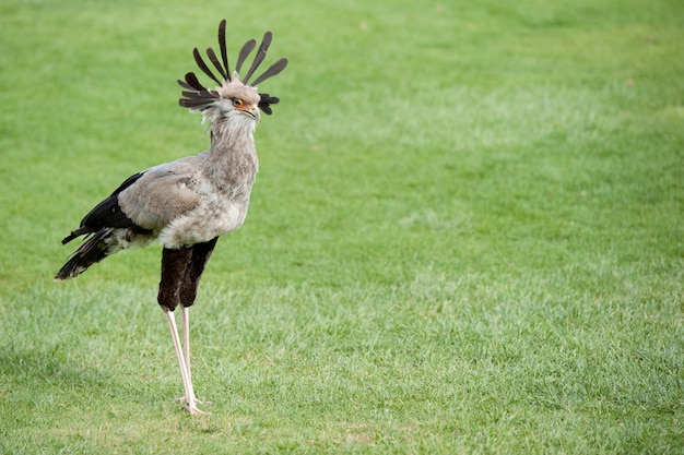 Secretary bird 